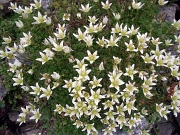 69 Saxifraga...